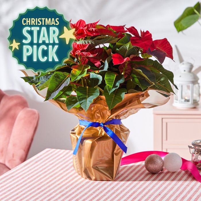 Large Gift Wrapped Poinsettia Moonpig